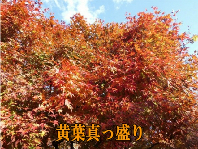 �ՍϏ@�����������R���ю� ���ю������̏H