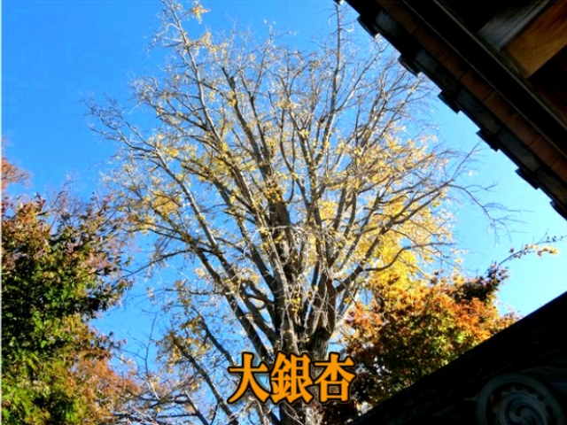 �ՍϏ@�����������R���ю� ���ю������̏H