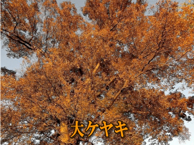 �ՍϏ@�����������R���ю� ���ю������̏H