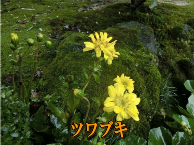 �ՍϏ@�����������R���ю� ���ю������̏H