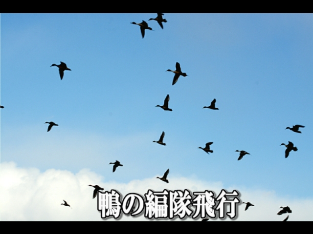 �ՍϏ@�������h�����R���ю� �ٍ����V�E�x�m�R�E�����E��