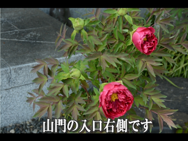 �ՍϏ@�������h�����R���ю� ���O�Ƃ� �V�΂ɕ�܂��