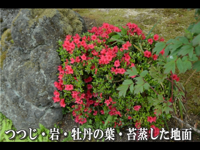 �ՍϏ@�������h�����R���ю� ���O�Ƃ� �V�΂ɕ�܂��