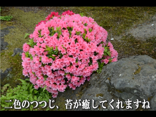�ՍϏ@�������h�����R���ю� ���O�Ƃ� �V�΂ɕ�܂��