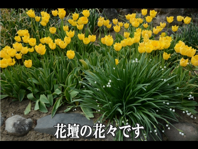 �ՍϏ@�������h�����R���ю� ���O�Ƃ� �V�΂ɕ�܂��