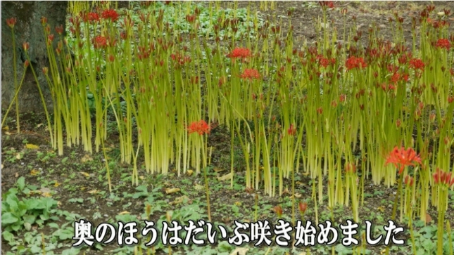 �ՍϏ@�������h�����R���ю� ��7�� �ފ݉ԊJ�ԏ��