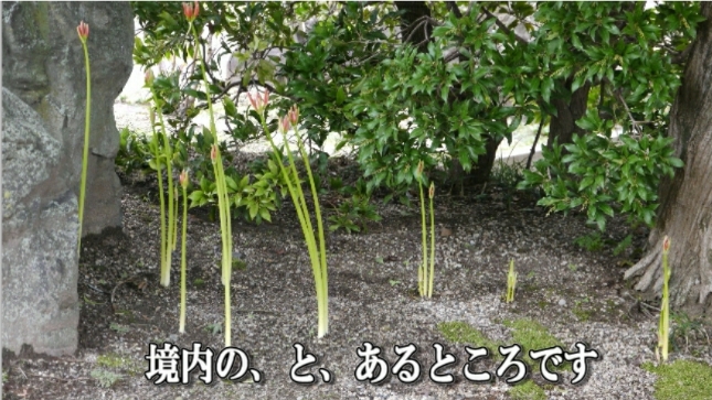 �ՍϏ@�������h�����R���ю� ��7�� �ފ݉ԊJ�ԏ��