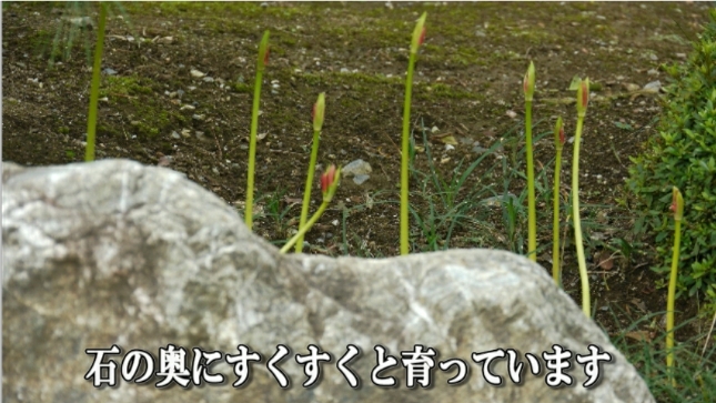 �ՍϏ@�������h�����R���ю� ��7�� �ފ݉ԊJ�ԏ��