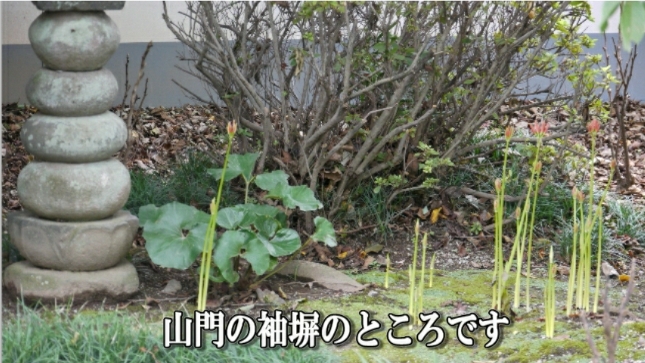 �ՍϏ@�������h�����R���ю� ��7�� �ފ݉ԊJ�ԏ��