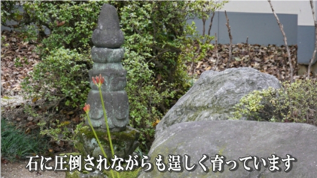 �ՍϏ@�������h�����R���ю� ��7�� �ފ݉ԊJ�ԏ��