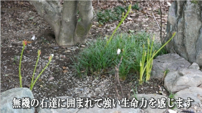 �ՍϏ@�������h�����R���ю� ��7�� �ފ݉ԊJ�ԏ��