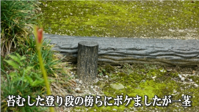 �ՍϏ@�������h�����R���ю� ��7�� �ފ݉ԊJ�ԏ��